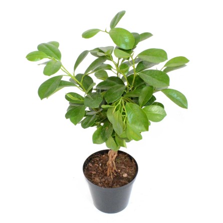 Ficus Microcarpa